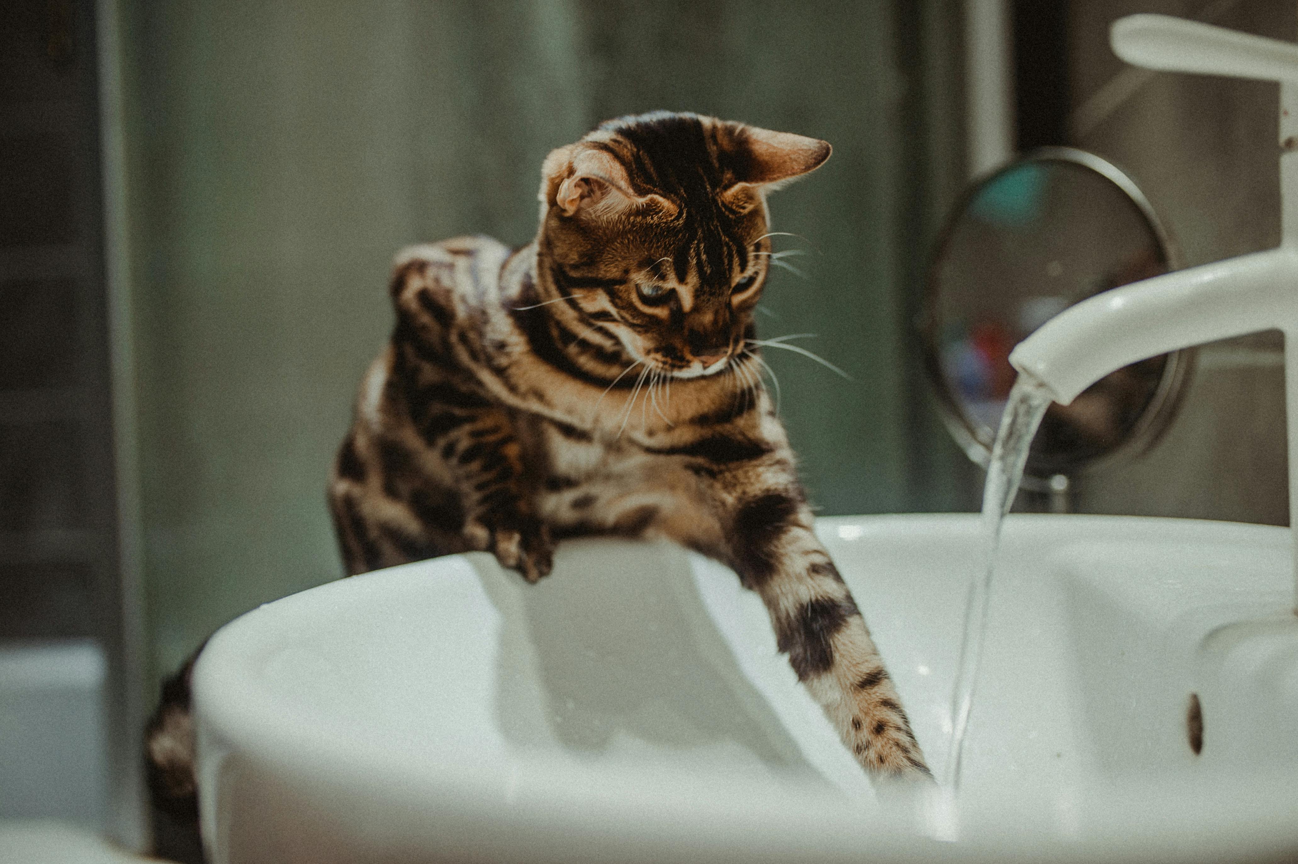 The Ultimate Guide to Cat Hygiene